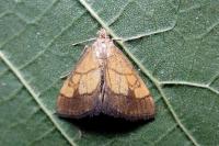 Evergestis limbata
