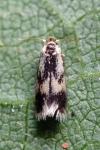 Stigmella trimaculella