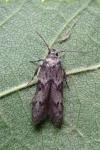 Blastobasis phycidella