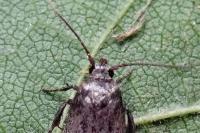 Blastobasis phycidella