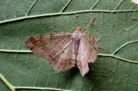 Macaria liturata