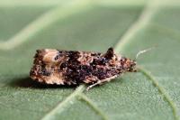 Endothenia gentianaeana/marginana/oblongana