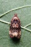 Endothenia gentianaeana/marginana/oblongana