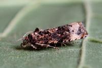 Endothenia gentianaeana/marginana/oblongana