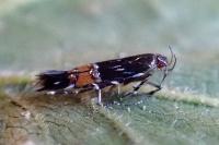 Cosmopterix pulchrimella
