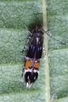 Cosmopterix pulchrimella
