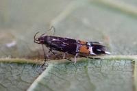 Cosmopterix pulchrimella