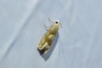 Eucosma conterminana