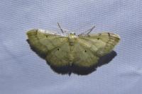 Idaea politaria