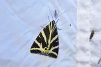 Euplagia quadripunctaria