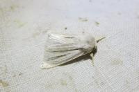 Acronicta albovenosa