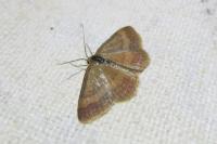 Scopula rubiginata