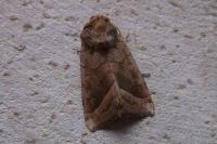 Hydraecia micacea