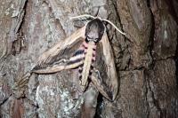 Sphinx ligustri