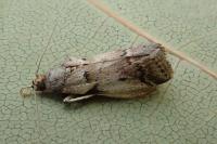 Acrobasis fallouella