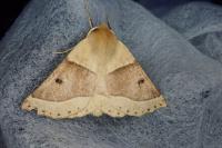 Crocallis elinguaria