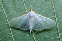 Palpita vitrealis