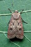Agrotis exclamationis