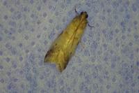 Acrobasis fallouella/glaucella