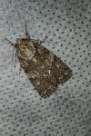 Acronicta rumicis