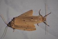 Pelosia muscerda