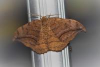 Drepana curvatula