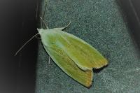 Earias clorana