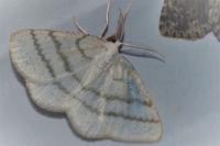 Cabera pusaria