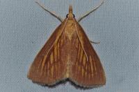 Nascia cilialis