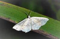 Cyclophora punctaria