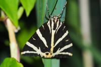 Euplagia quadripunctaria