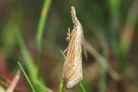 Donacaula forficella