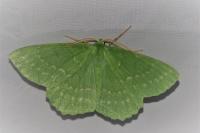 Geometra papilionaria