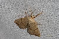 Cosmia trapezina