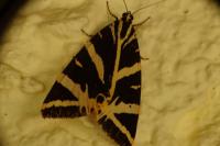 Euplagia quadripunctaria