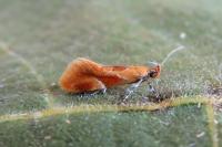 Epicallima formosella