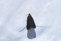Eurodachtha siculella