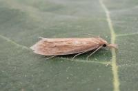 Donacaula forficella