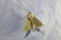 Mythimna impura