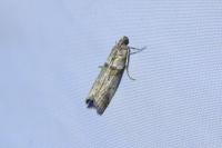 Acrobasis consociella
