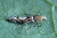 Acrocercops brongniardella