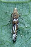 Acrocercops brongniardella