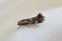 Elachista utonella