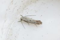 Elachista biatomella