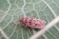 Hofmannophila pseudospretella