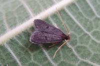 Eurodachtha siculella