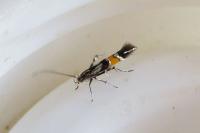 Cosmopterix orichalcea