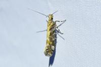Aristotelia decoratella