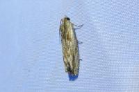 Eucosma cana