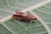 Eucosma conterminana